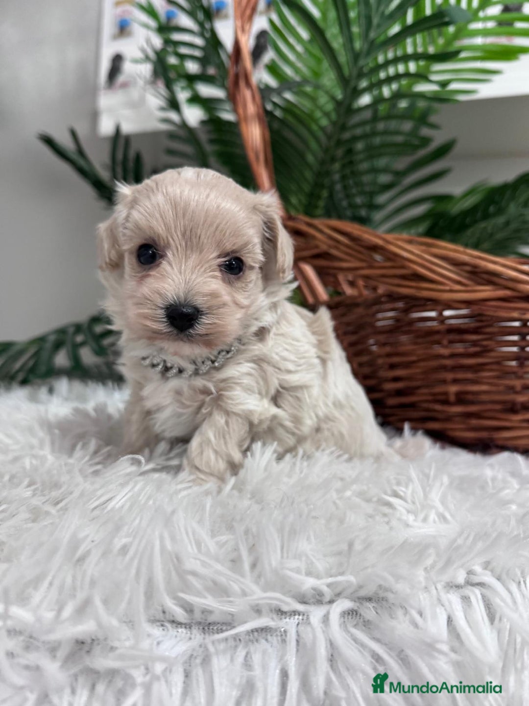 Maltipoo perros en venta: MALTIPOO MACHO - Anuncio 8