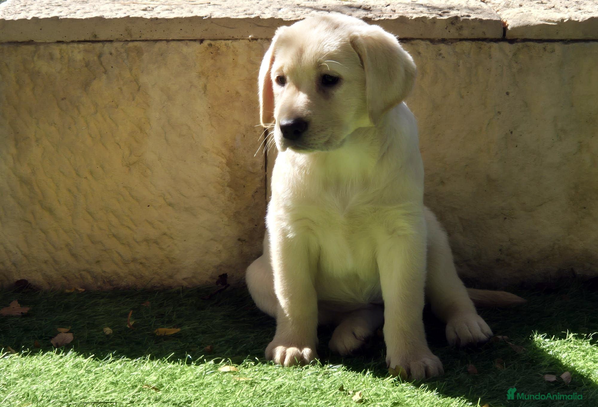 Labrador Retriever perros LABRADOR amarillo cachorros - Anuncio 15