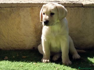 Labrador Retriever perros LABRADOR amarillo cachorros - Anuncio 8