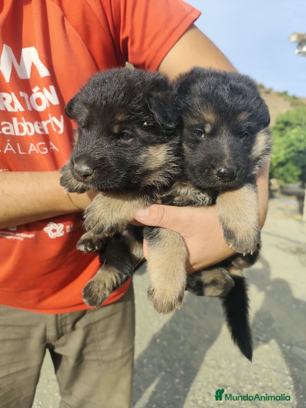 Pastor Alemán perros Preciosas Cachorras Pastor Alemán Super Amorosas - Anuncio 1