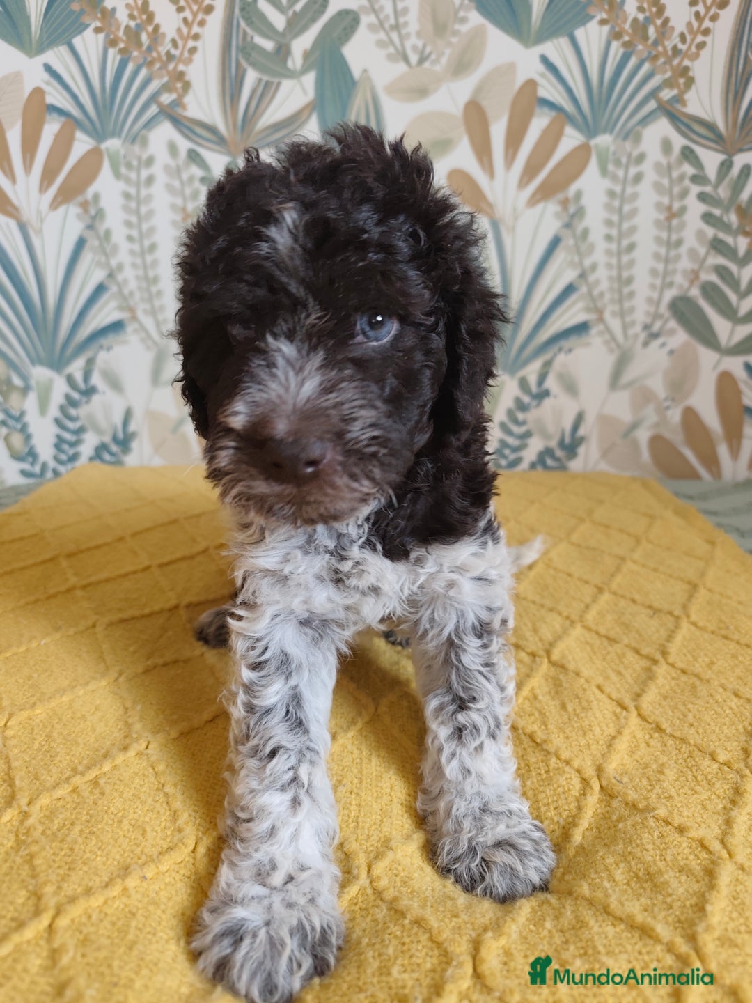 Perro de Agua Español perros en venta: Espectacular perro de aguas - Imagen 7
