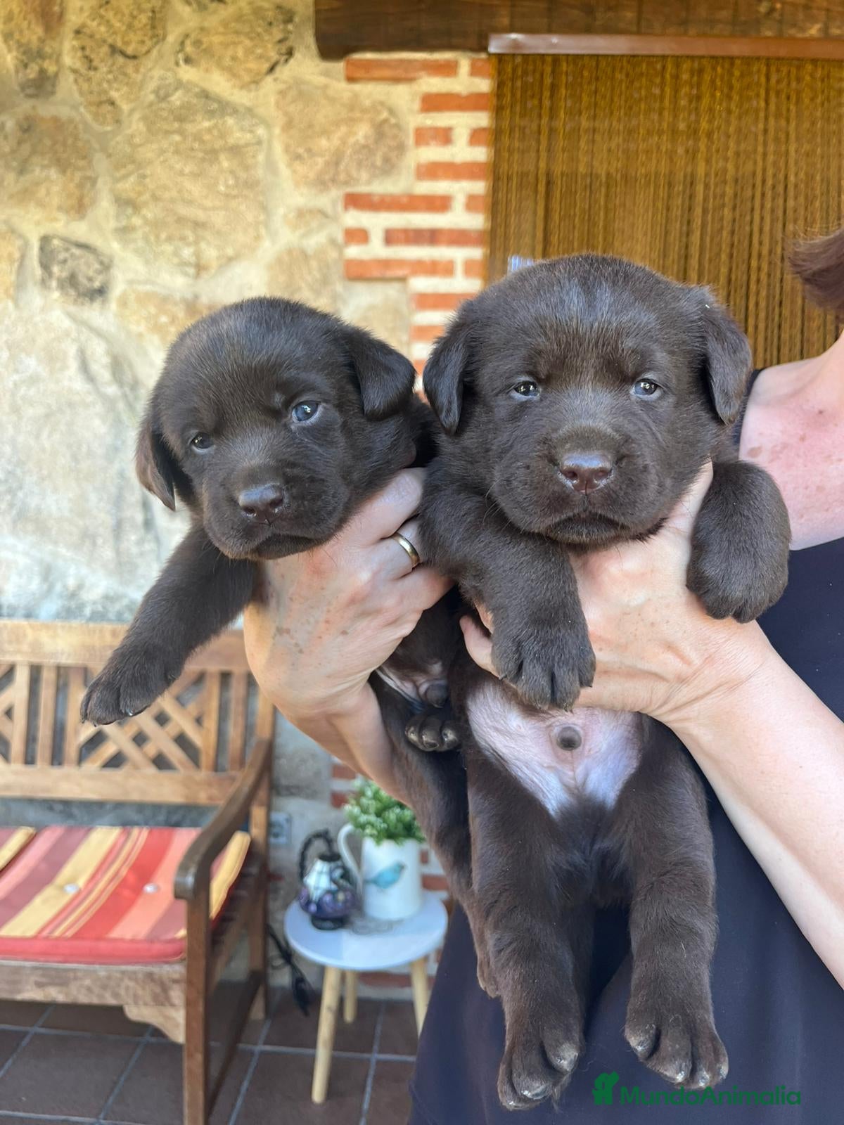 Labrador Retriever perros Labradores de Quercuscan - Anuncio 26