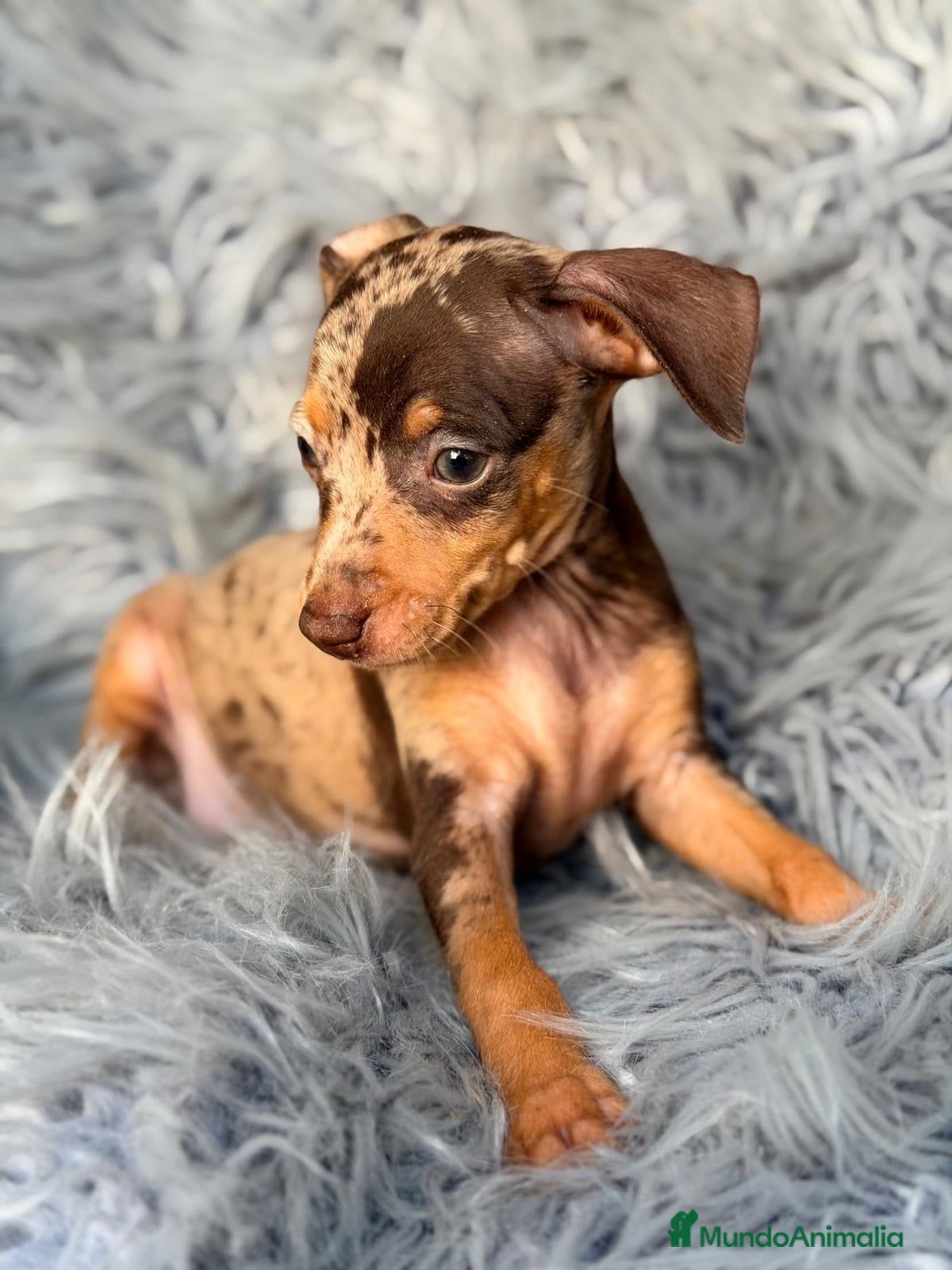 Pinscher Miniatura perros MINIPINSCHER EXÓTICOS CALIDAD - Anuncio 1