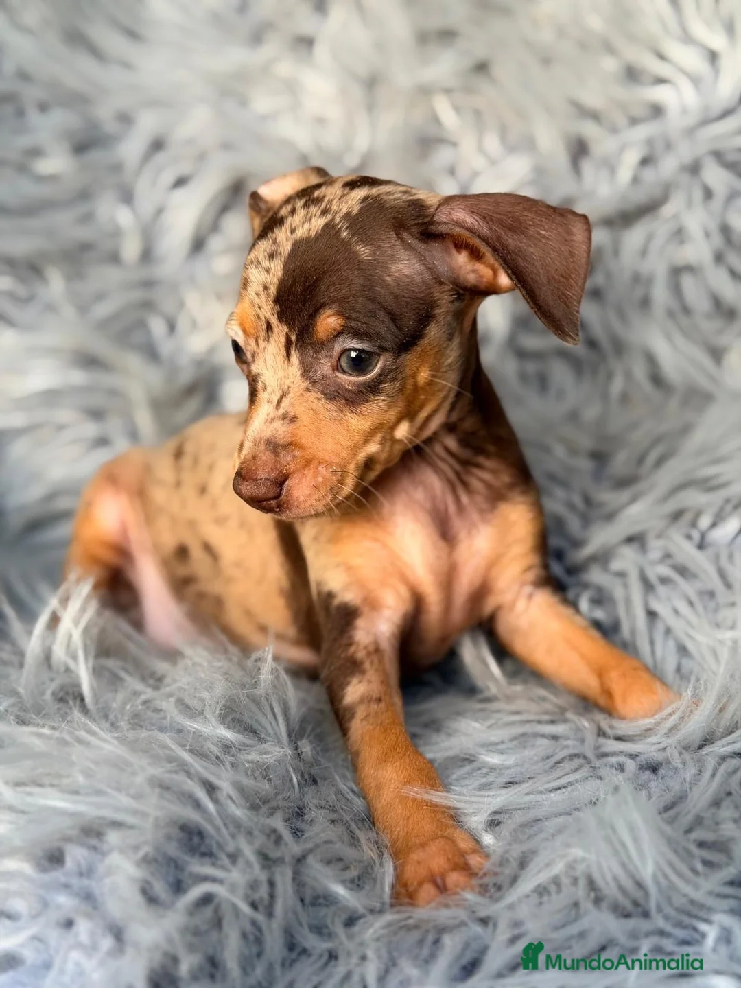 Pinscher Miniatura perros en venta: MINIPINSCHER EXÓTICOS CALIDAD - Anuncio 1