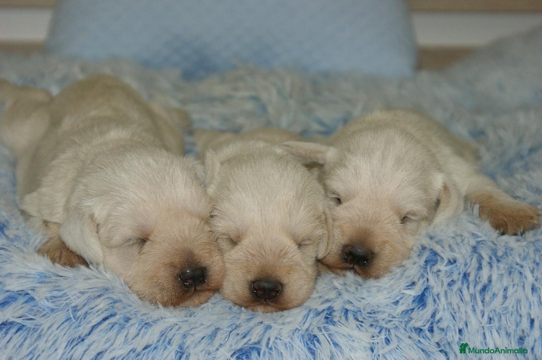 Schnauzer Miniatura perros en venta: CAMADA DE SCHNAUZER MINIATURA  - Imagen 2