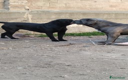 Cane Corso perros en venta: Cane Corso - Imagen 5