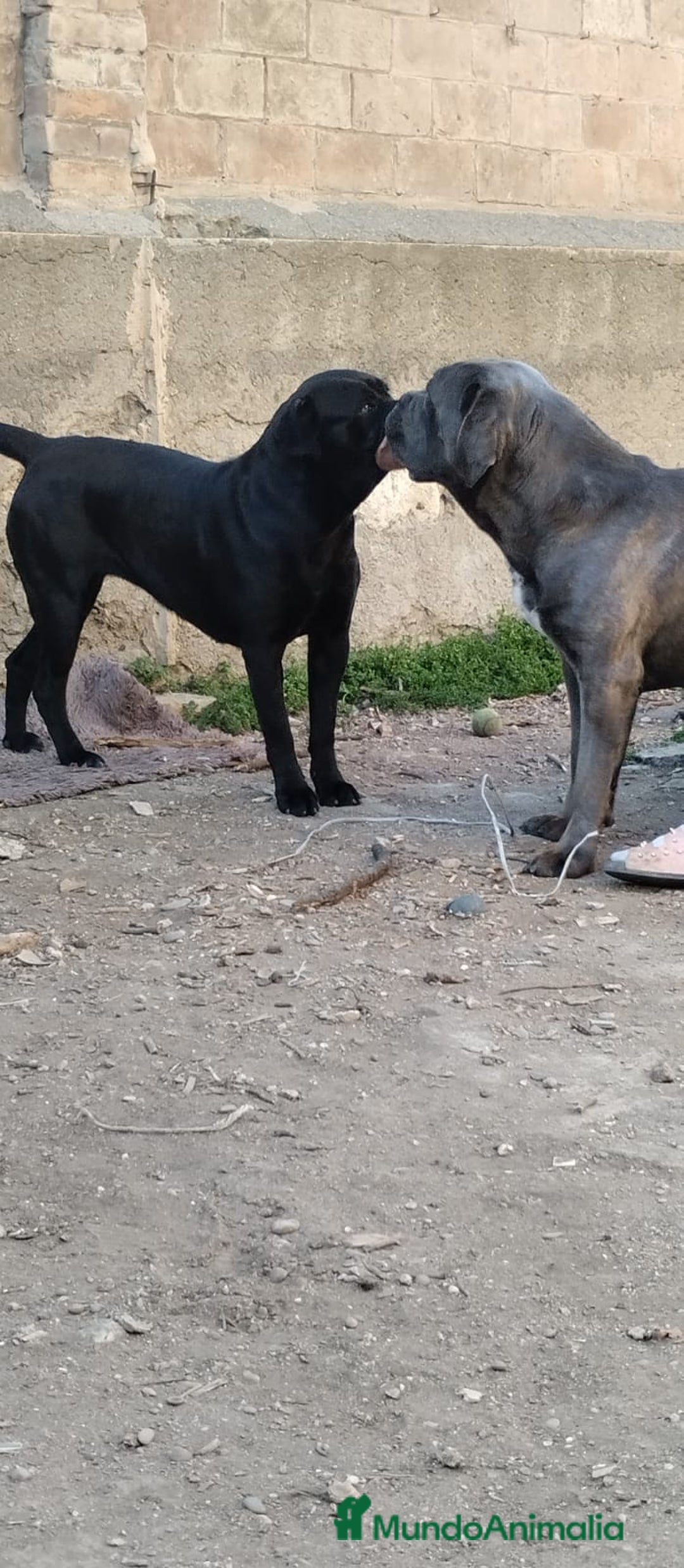 Cane Corso perros en venta: Cane Corso - Imagen 5