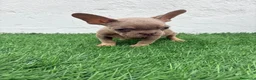 Bulldog Francés perros en venta: Bulldog Frances  - Anuncio 10