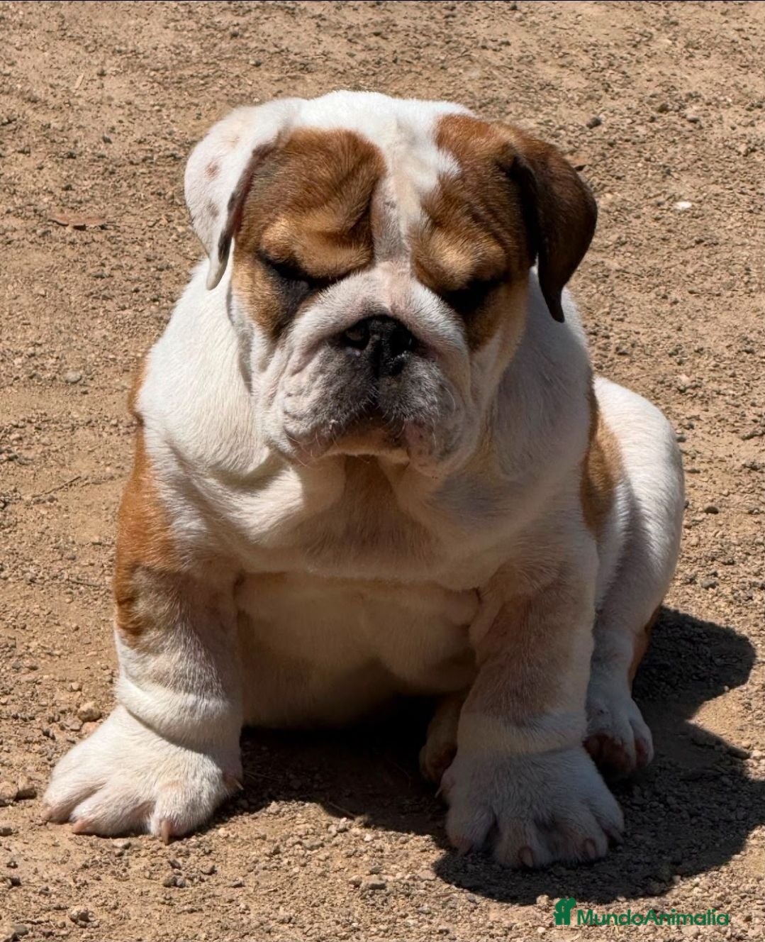 Bulldog Inglés perros Impresionante bulldog inglés  - Anuncio 1