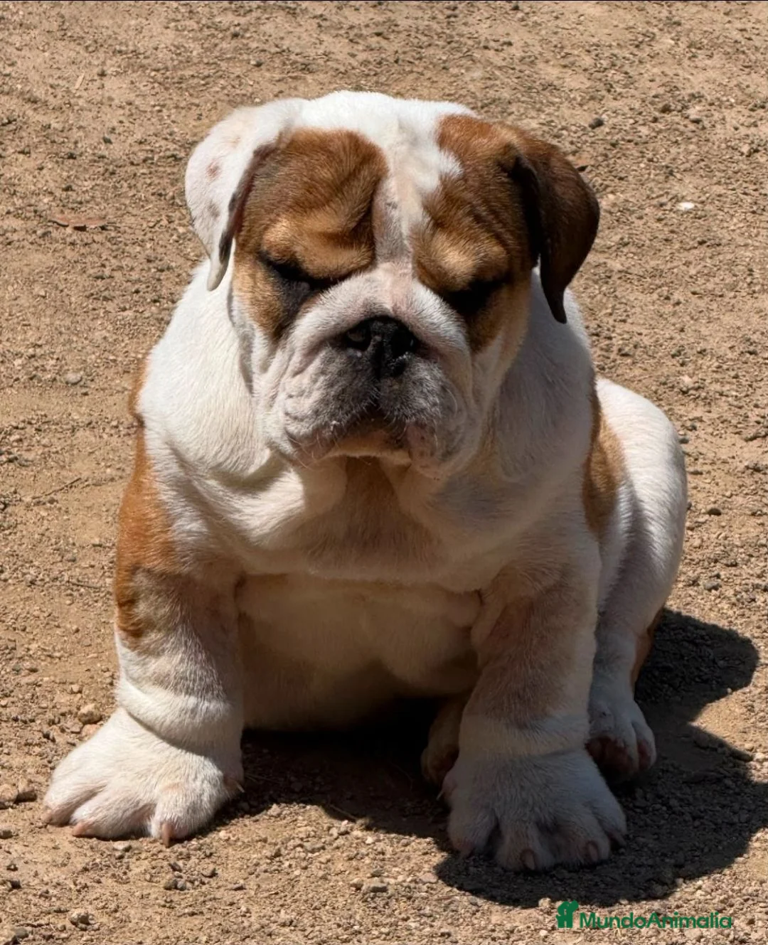 Bulldog Inglés perros en venta: Impresionante bulldog inglés  - Anuncio 1