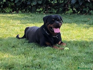 Rottweiler perros en Barcelona - Anuncio 9