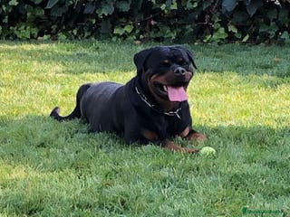 Rottweiler perros Venta hembra rottweiler adulta en Barcelona - Anuncio 13