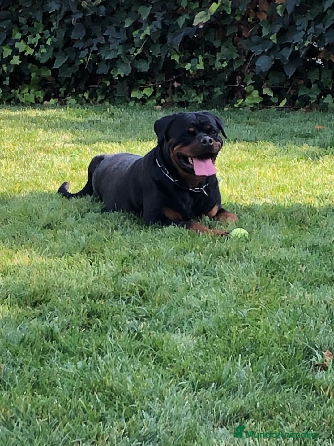 Rottweiler perros en venta: Venta hembra rottweiler adulta en Barcelona - Anuncio 1