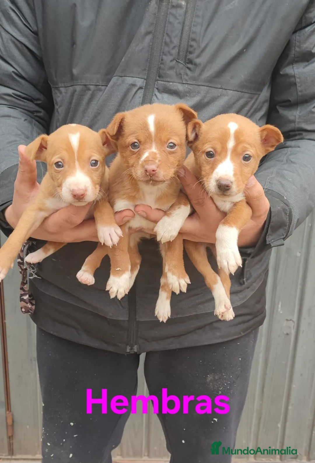 Podenco Andaluz perros en venta: Camada podenco andaluz - Anuncio 4