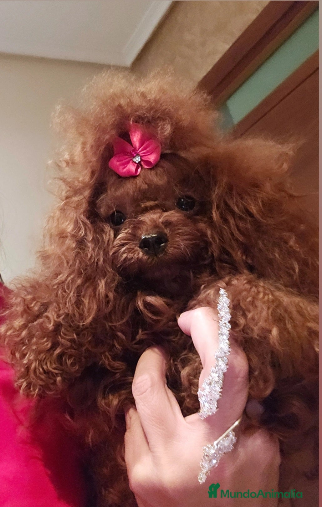 Caniche Toy perros HÉMBRA ASIÁTICA TEA CUP - Anuncio 1