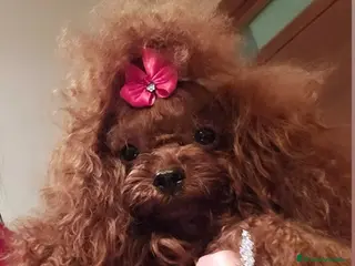 Caniche Toy perros HÉMBRA ASIÁTICA TEA CUP - Anuncio 1