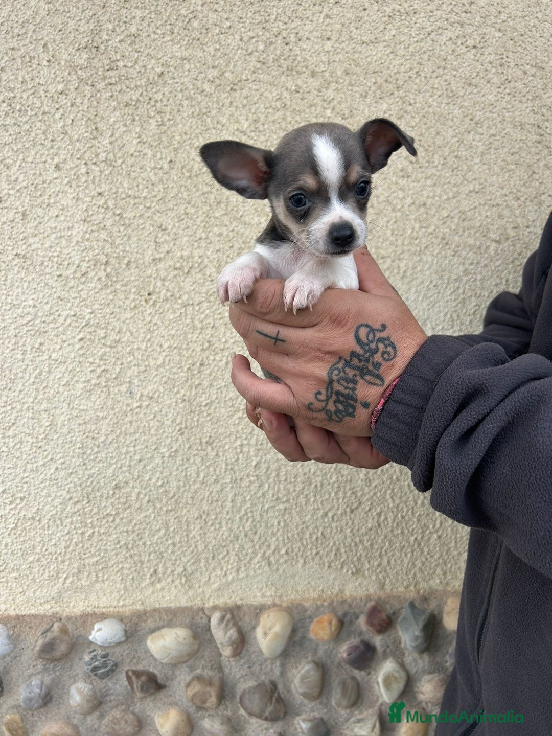 Chihuahua perros en venta: Chihuahua  - Anuncio 2