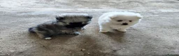 Pomerania perros en venta: POMERANIAS LINDOS MACHITOS - Anuncio 5