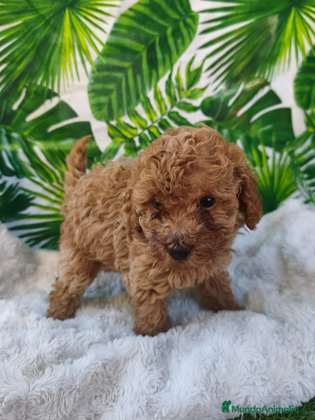 Caniche Toy perros en venta: Espectacular caniche toy en Barcelona - Anuncio 13