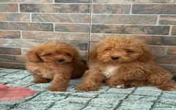 Caniche Toy perros en venta: MACHO Y HEMBRA CANICHE TOY - Imagen 1