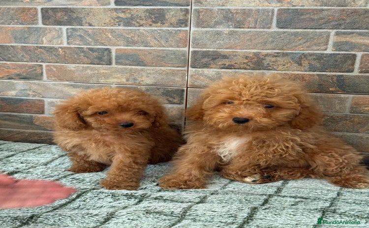 Caniche Toy perros - Anuncio 10