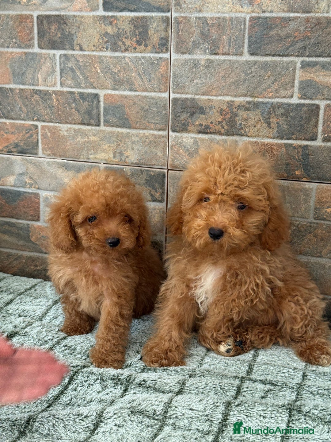 Caniche Toy perros en venta: MACHO Y HEMBRA CANICHE TOY - Imagen 1