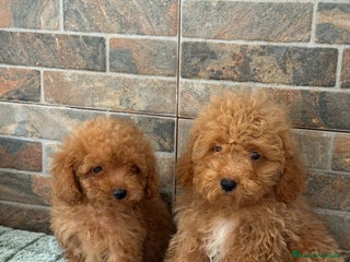 Caniche Toy perros - Anuncio 18