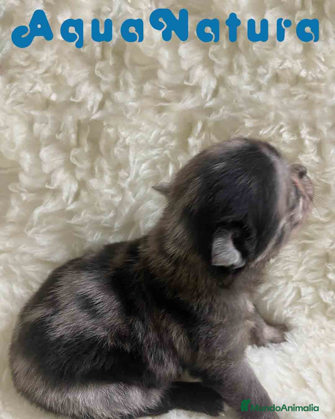 Pomchi perros en venta: Pomchi Hembra 1 de Aspi y Manchitas AQUANATURA - Imagen 2