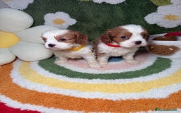 Cavalier King Charles Spaniel perros en venta: Machos Cavalier King Charles - Imagen 6