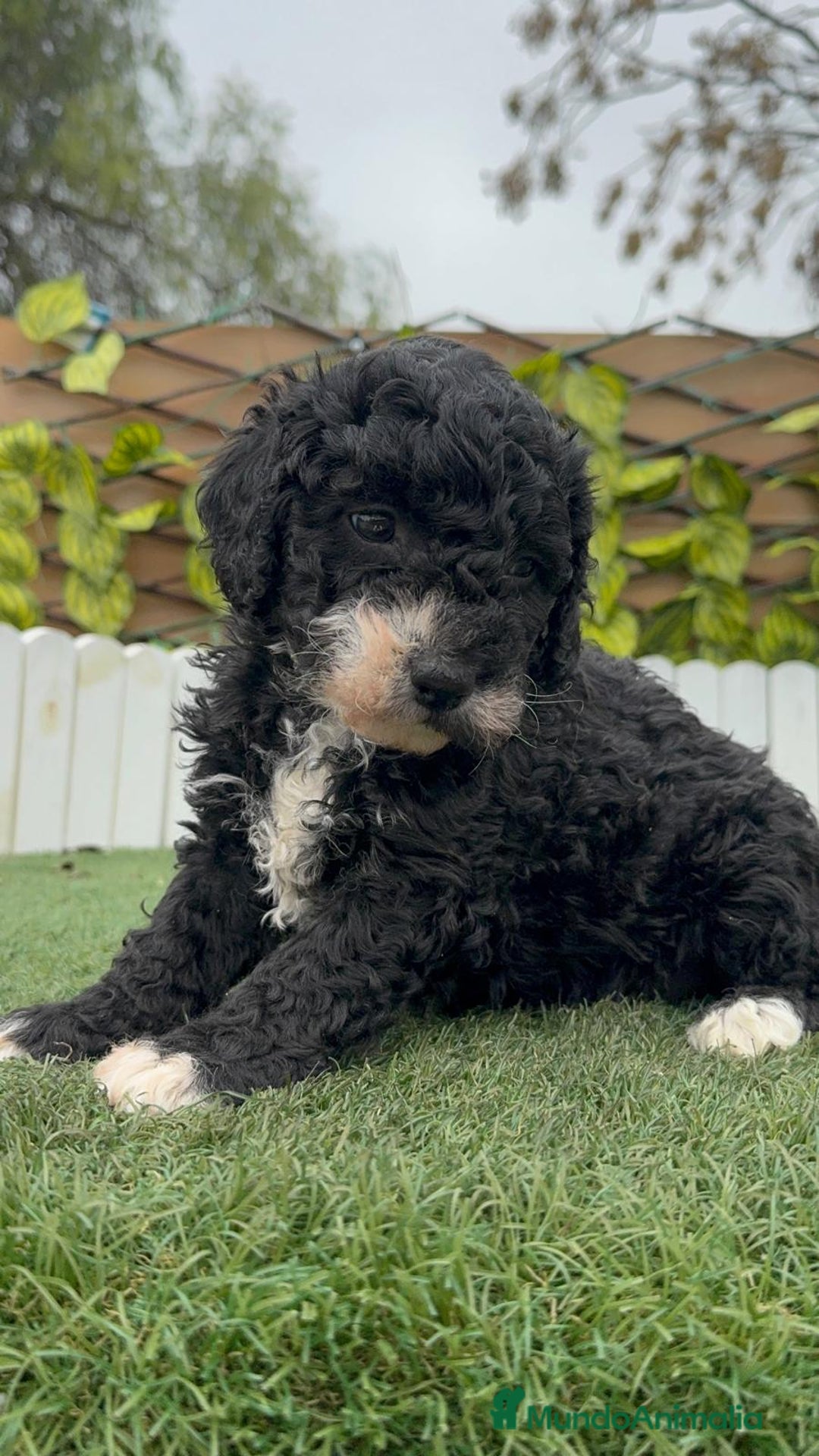 Perro de Agua Español perros en venta: PERRO DE AGUA HEMBRA RABONA - Anuncio 7