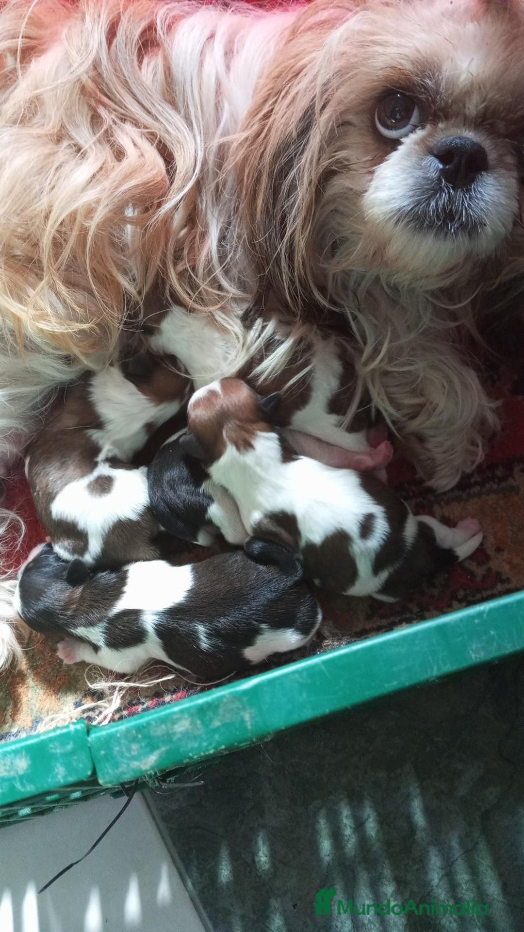 Shih Tzu perros en venta: Shizu tzu tricolor muy pequeño  - Imagen 4