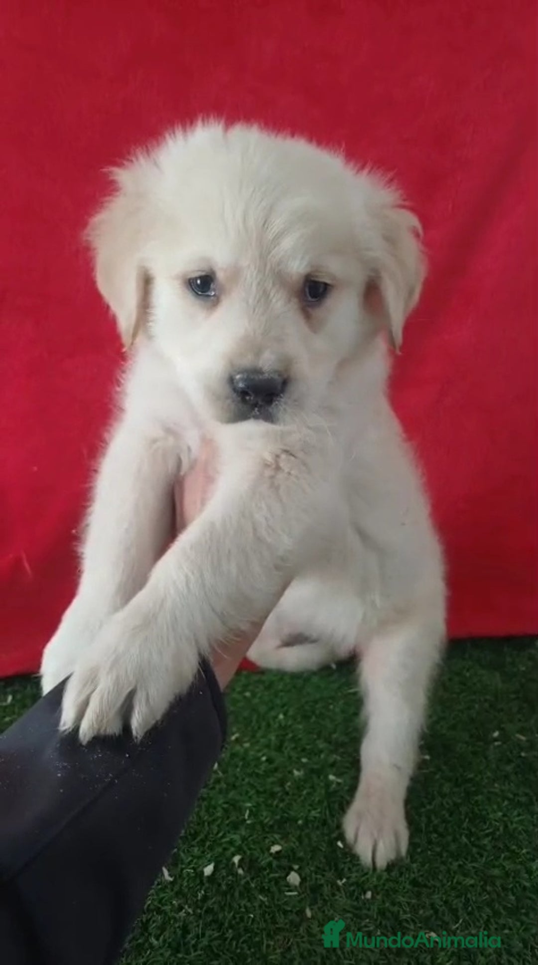 Golden Retriever perros en venta: Golden Retriever  - Anuncio 1