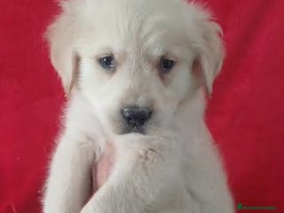 Golden Retriever perros Golden Retriever - Anuncio 1