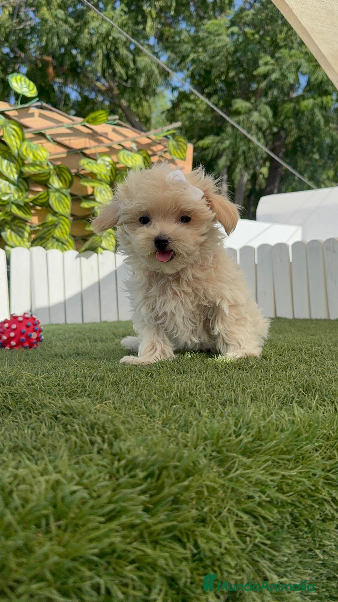 Maltipoo perros en venta: MALTIPOO  - Imagen 14
