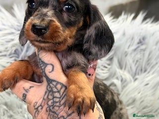 Teckel Miniatura perros Teckel Arlequin Kaninchen - Anuncio 1