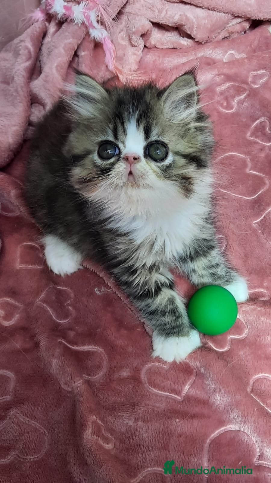 Persa gatos BEBÉS GATITOS PERSAS & HIMALAYOS ✨  - Anuncio 2