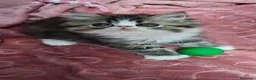 Persa gatos en venta: BEBÉS GATITOS PERSAS & HIMALAYOS ✨  en Barcelona - Anuncio 1