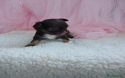 Chihuahua perros en venta: Chihuahua pelo largo  - Imagen 4