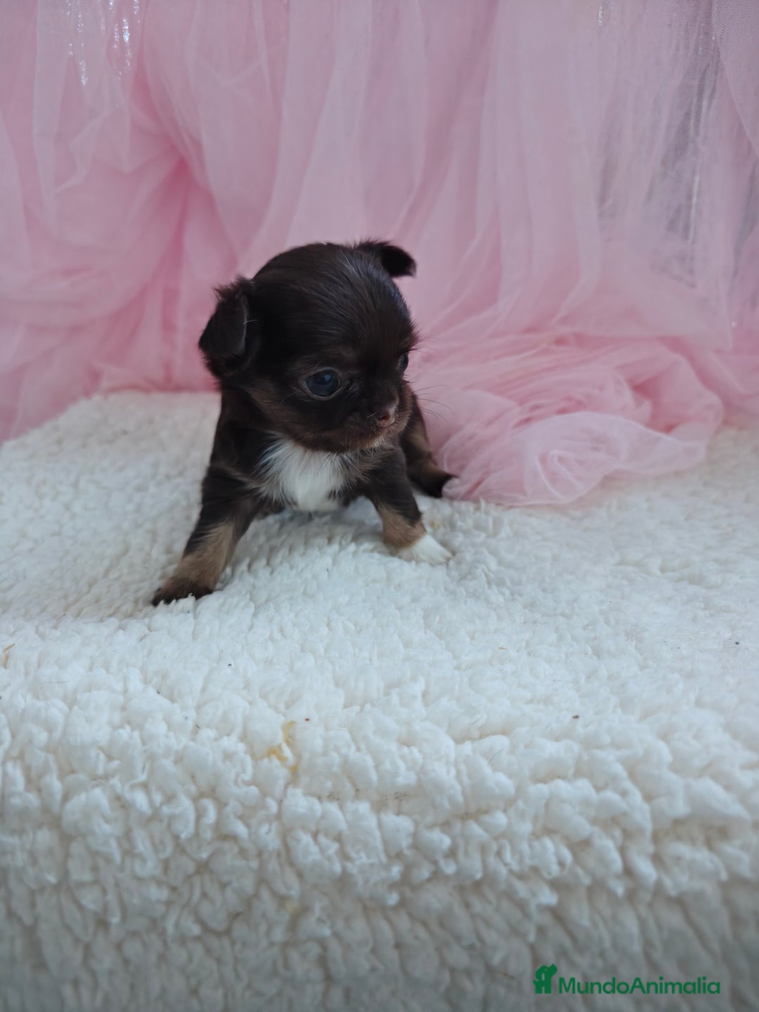 Chihuahua perros en venta: Chihuahua pelo largo  - Imagen 4
