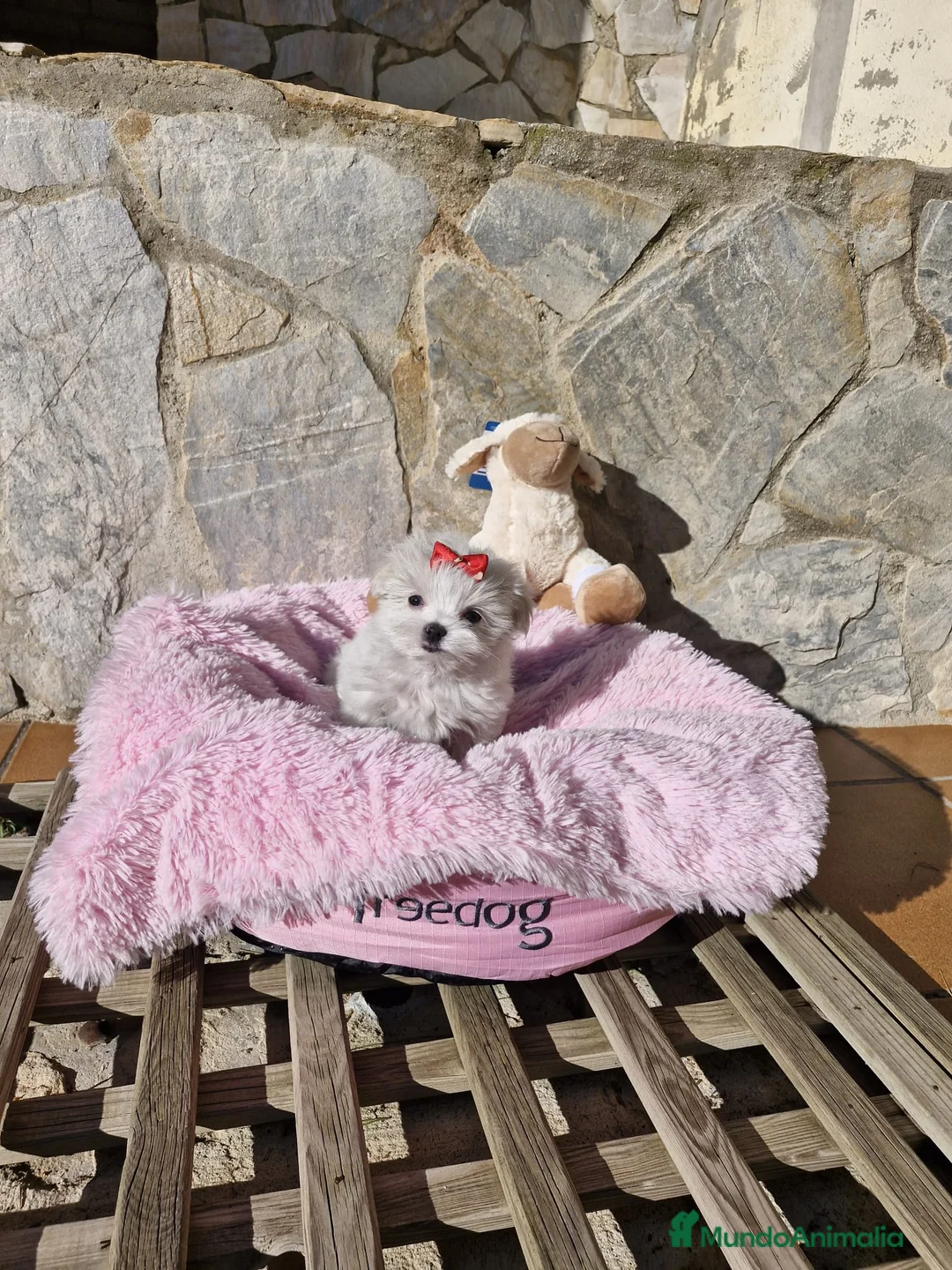 Bichón Maltés perros en venta: Bichón Maltés  en Barcelona - Anuncio 6