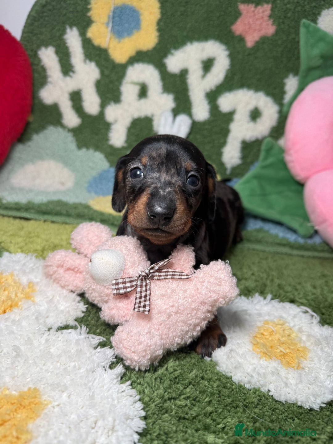 Teckel Miniatura perros en venta: Teckel Kaninchen Hembra Arlequín  - Anuncio 1