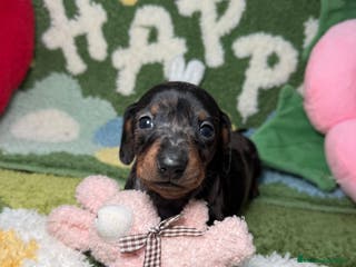 Teckel Miniatura perros Teckel Kaninchen Hembra Arlequín - Anuncio 2