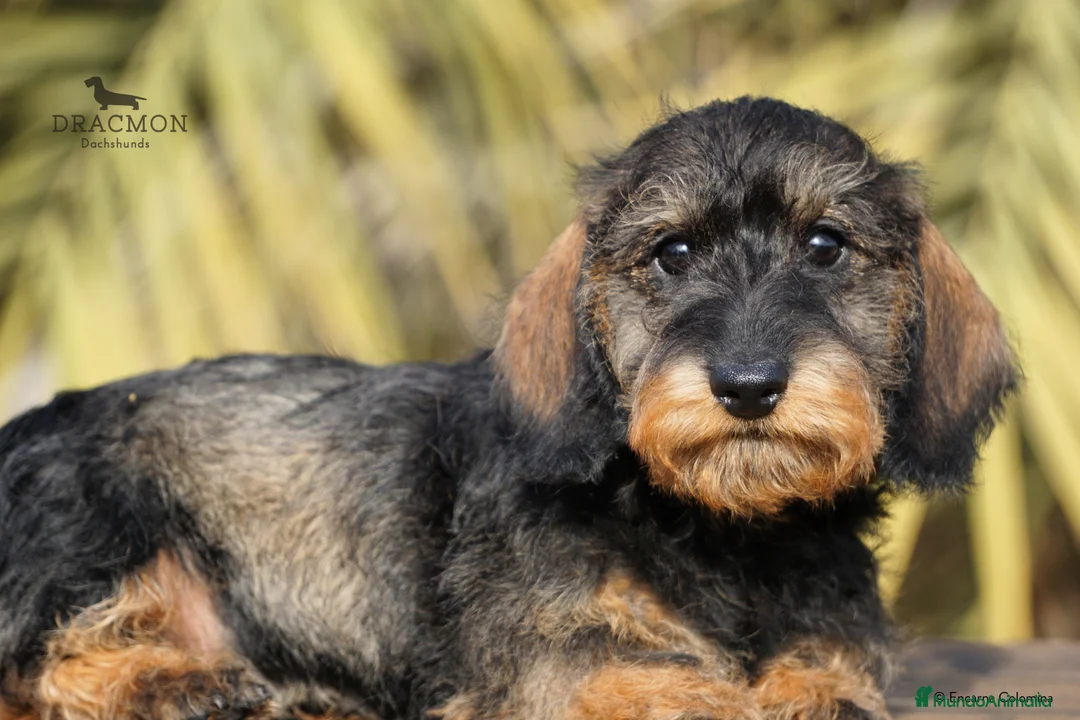 Imagen de galería {{count}}