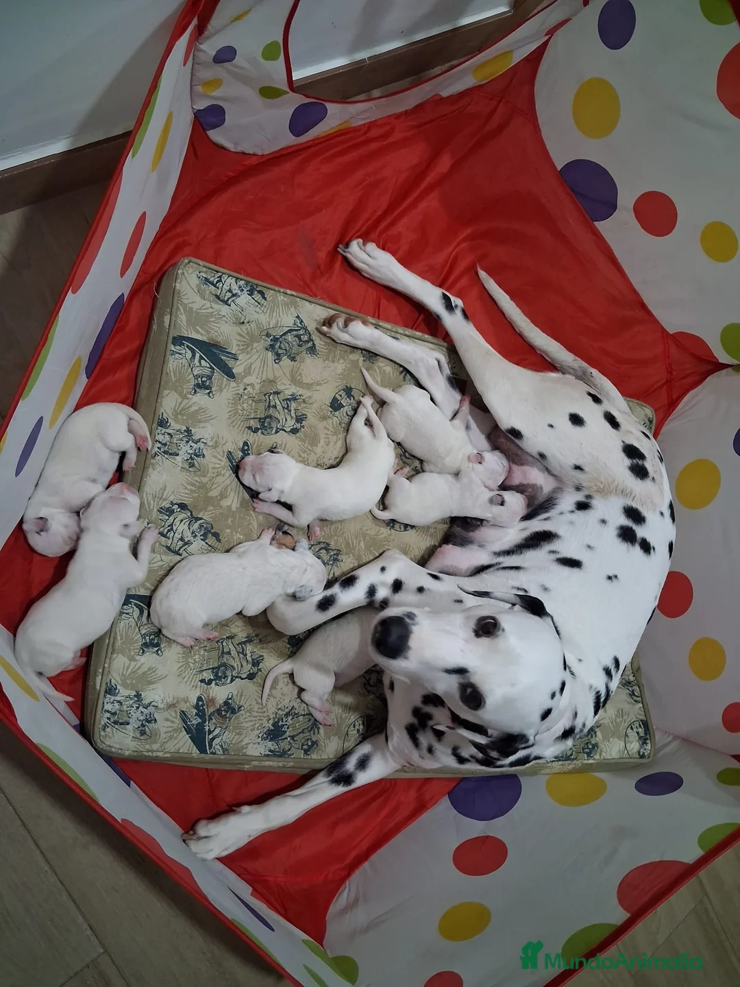 Dálmata perros en venta: Camada de dálmata machos y hembras  - Anuncio 2