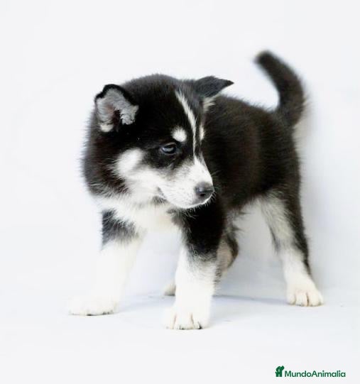 Husky Siberiano perros Cachorros de Husky Siberiano  - Anuncio 2