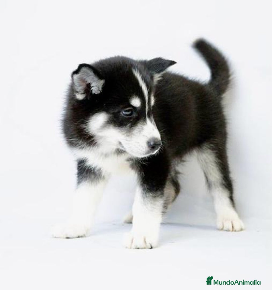 Husky Siberiano perros en venta: Cachorros de Husky Siberiano  - Anuncio 2