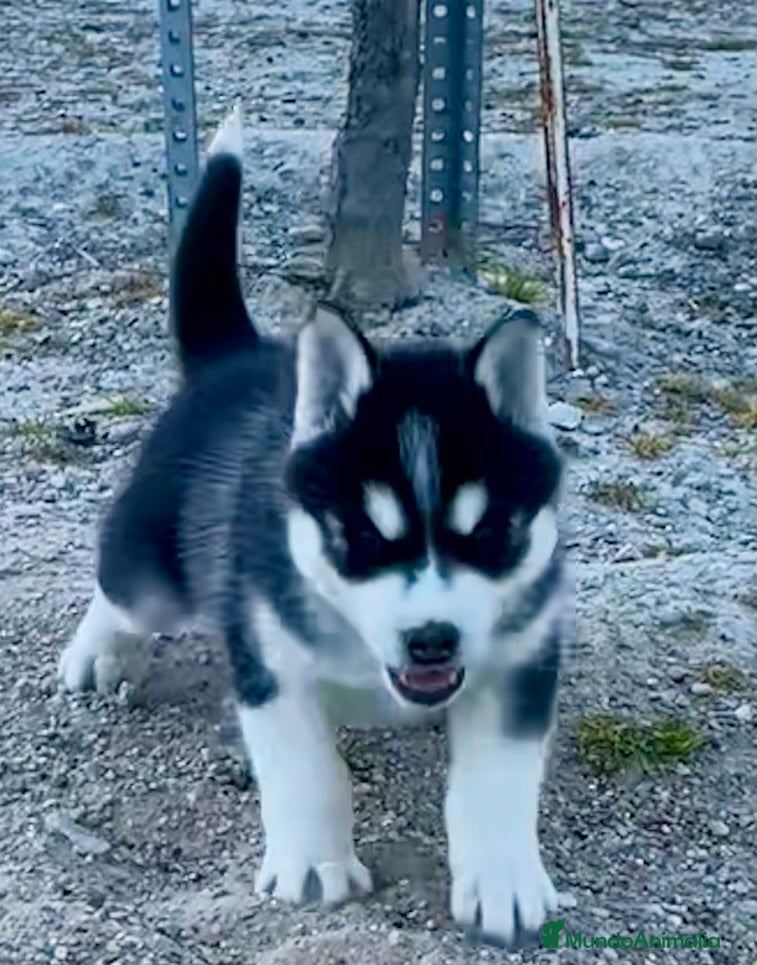 Husky Siberiano perros Husky Siberiano  - Anuncio 1