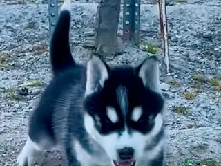 Husky Siberiano perros Husky Siberiano - Anuncio 1