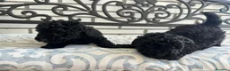Caniche Toy perros en venta:  CANICHE TOY NEGRO - Anuncio 5