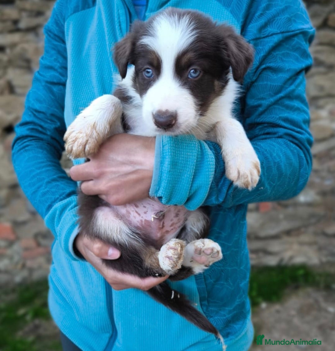 Border Collie perros en venta: Cachorros border collie color chocolate  - Imagen 6